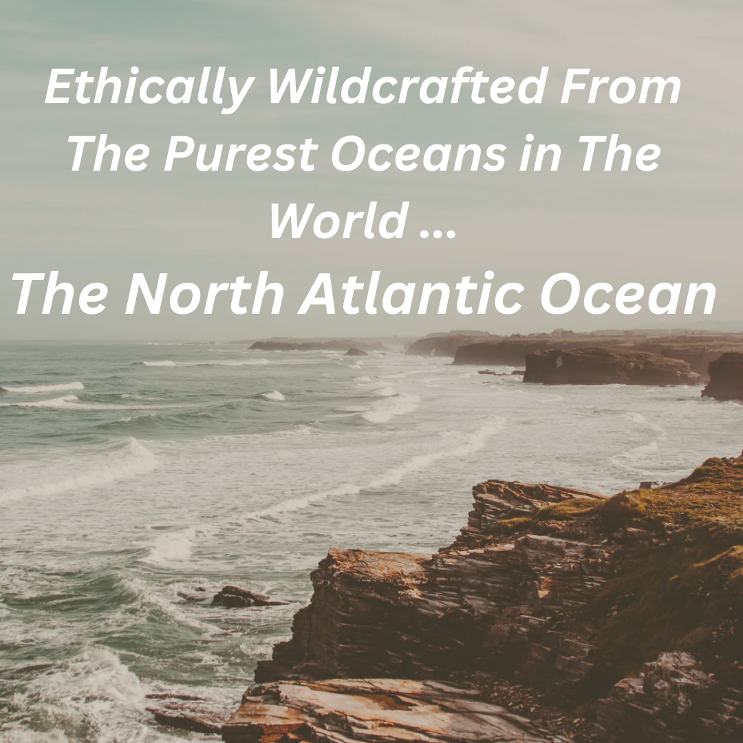 Irish Sea Moss I  Wildcrafted & Organic